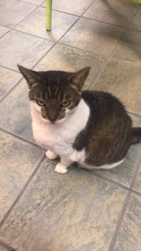 16443338_1288163531222691_532331873_n