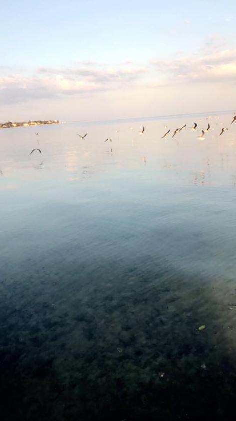 16996388_1305499096155801_3102946981042686046_n