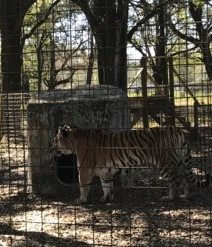 Big Cat Rescue Lion Sanctuary