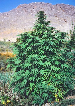 Community Life in the Emerald Triangle